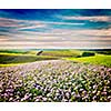 Vintage retro effect filtered hipster style image of Rolling fields of Moravia, Czech Republic with purple flowers
