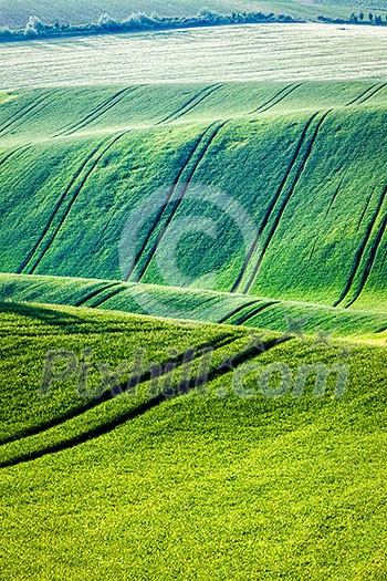 Rolling landscape of green fields in South Moravia, Czech Republic