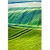 Rolling landscape of green fields in South Moravia, Czech Republic