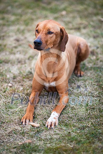 rhodesian ridgeback dog rhodesian ridgeback dog