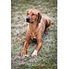 rhodesian ridgeback dog