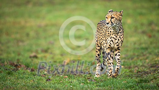 Cheetah (Acinonyx jubatus) Cheetah (Acinonyx jubatus)