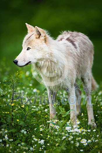 Arctic Wolf (Canis lupus arctos) aka Polar Wolf or White Wolf - Close-up portrait of this beautiful predator against lovely green grass Arctic Wolf (Canis lupus arctos) aka Polar Wolf or White Wolf - Close-up portrait of this beautiful predator against lovely green grass