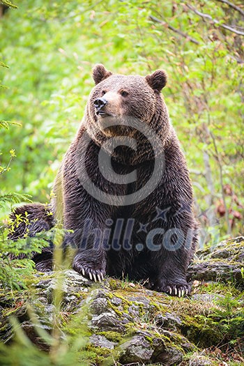Brown bear (Ursus arctos) Brown bear (Ursus arctos)