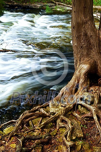 Water rushing by tree in river rapids in Ontario Canada