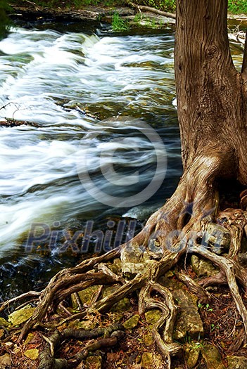 Water rushing by tree in river rapids in Ontario Canada Water rushing by tree in river rapids in Ontario Canada