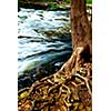 Water rushing by tree in river rapids in Ontario Canada