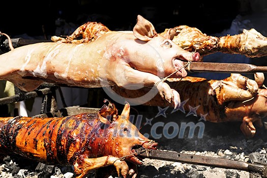Spit roasted pigs cooked over hot coals Spit roasted pigs cooked over hot coals
