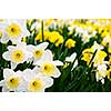 Field of blooming daffodils in spring park