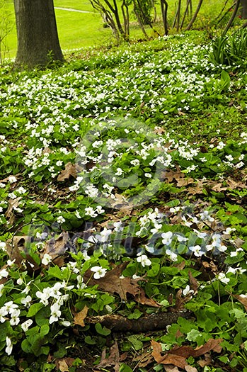 White canada violets blooming in a spring park