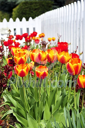Bright blooming tulips growing in spring garden Bright blooming tulips growing in spring garden