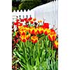 Bright blooming tulips growing in spring garden