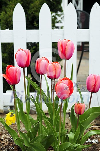 Bright blooming tulips growing in spring garden