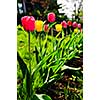 Bright blooming tulips growing in spring garden