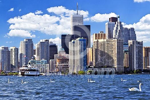 Toronto waterfront with white swans in the harbour