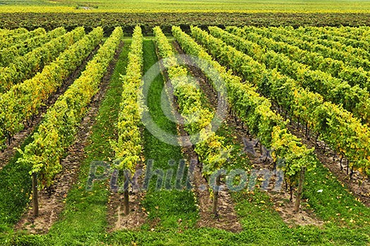 Rows of young grape vines growing in Niagara peninsula vineyard Rows of young grape vines growing in Niagara peninsula vineyard
