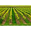 Rows of young grape vines growing in Niagara peninsula vineyard