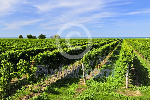 Rows of young grape vines growing in Niagara peninsula vineyard