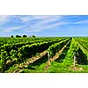 Rows of young grape vines growing in Niagara peninsula vineyard