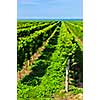 Rows of young grape vines growing in Niagara peninsula vineyard