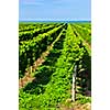 Rows of young grape vines growing in Niagara peninsula vineyard