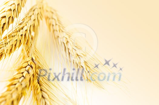 Ripe wheat ears close up with copy space Ripe wheat ears close up with copy space