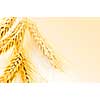 Ripe wheat ears close up with copy space