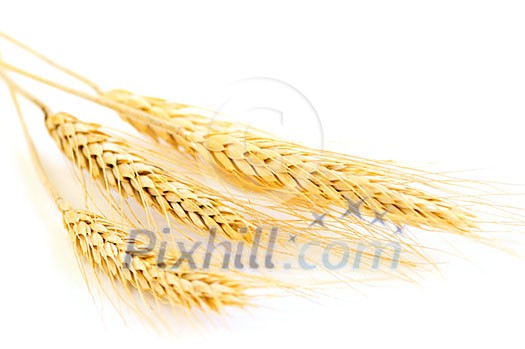 Stalks of golden wheat grain isolated on white background Stalks of golden wheat grain isolated on white background