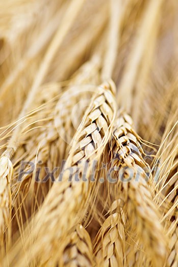 Golden brown ripe wheat ears close up Golden brown ripe wheat ears close up
