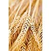 Golden brown ripe wheat ears close up