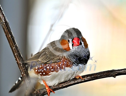 Zebra finch (Taeniopygia guttata) perched on branch Zebra finch (Taeniopygia guttata) perched on branch