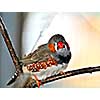 Zebra finch (Taeniopygia guttata) perched on branch