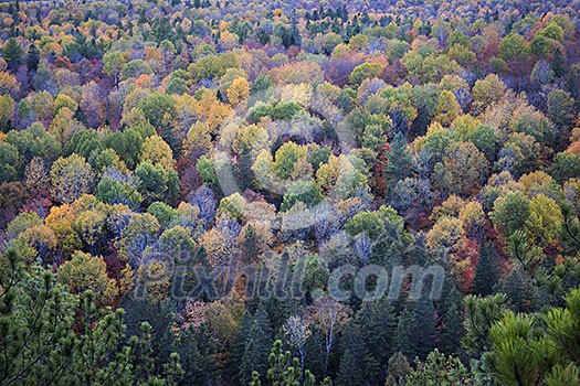 Fall forest trees viewed from Lookout trail in Algonquin Provincial Park, Canada.