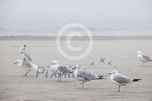 Several seagulls standing on sandy foggy beach Several seagulls standing on sandy foggy beach