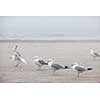 Several seagulls standing on sandy foggy beach