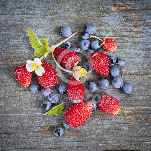 Fresh small wild strawberries and blueberries on old blue wooden background square format