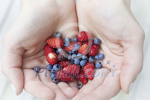 Hands holding freshly picked wild strawberries and blueberries