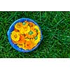 Freshly picked medicinal calendula flowers in blue bowl on green grass