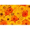 Yellow and orange medicinal calendula or marigold flowers as fresh floral background