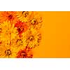 Fresh medicinal calendula or marigold flowers arranged on orange background with copy space