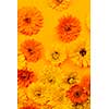 Freshly picked medicinal calendula or marigold flowers arranged on orange background