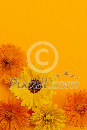 Several fresh medicinal calendula or marigold flowers arranged on orange background with copy space