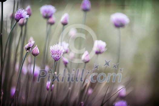 Purple flowers of flowering chives in garden Purple flowers of flowering chives in garden