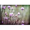 Purple flowers of flowering chives in garden