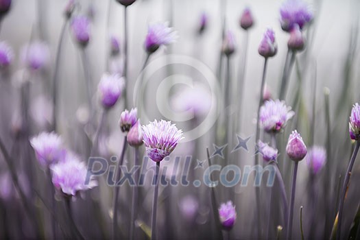 Purple flowers of flowering chives in garden