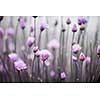 Purple flowers of flowering chives in garden