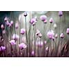 Purple flowers of flowering chives in garden