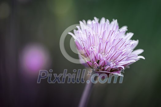 Purple flower of flowering chives in garden, macro closeup Purple flower of flowering chives in garden, macro closeup