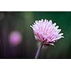 Purple flower of flowering chives in garden, macro closeup