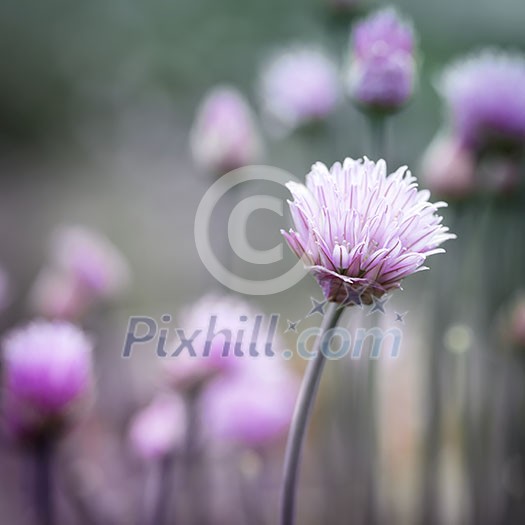 Purple flowers of chives flowering in garden, square format Purple flowers of chives flowering in garden, square format